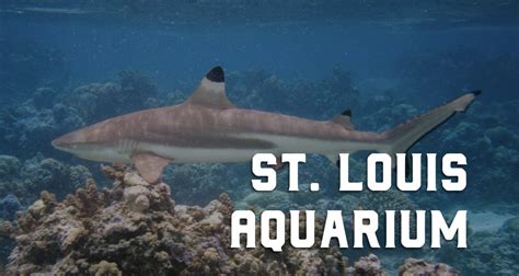 13 Things To Know About The St. Louis Aquarium at .